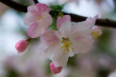 欧洲零售商泄露《女神异闻录5R》也可能登陆Switch